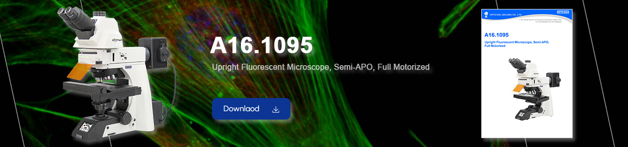 A16.1095 Upright Fluorescent Microscope, Semi-APO, Full Motorized