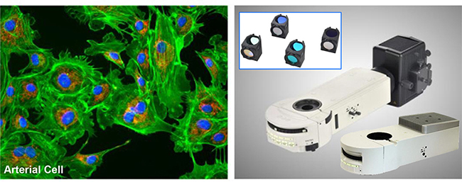 A16.1095 Upright Fluorescent Microscope, Semi-APO, Full Motorized