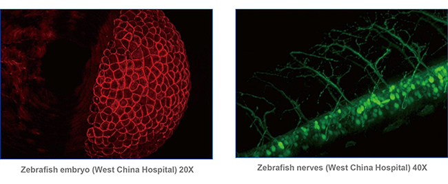 A64.0960 Laser Confocal Scanning Microscope, Full Auto Motorized, BF+PL++FL+DIC