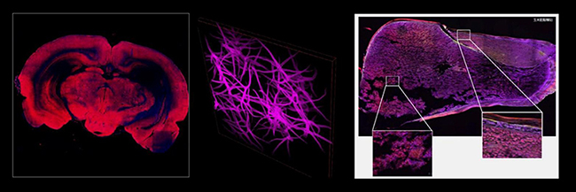 A64.1020 NIR Laser Confocal Microscope, Full Auto, APO, BF+PH+PL+FL+DIC+Hoffman