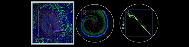 A64.1010 Laser Confocal Microscope, Full Auto, APO, BF+PH+PL+FL+DIC+Hoffman